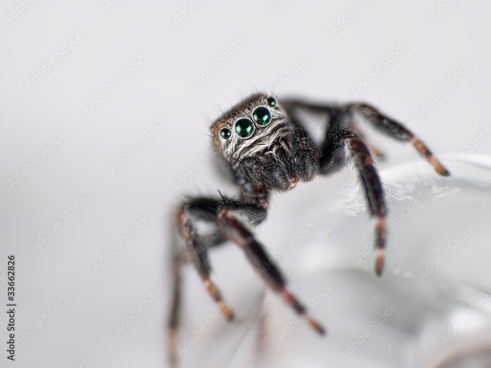 Fototapeta premium Jumping spider macro detail