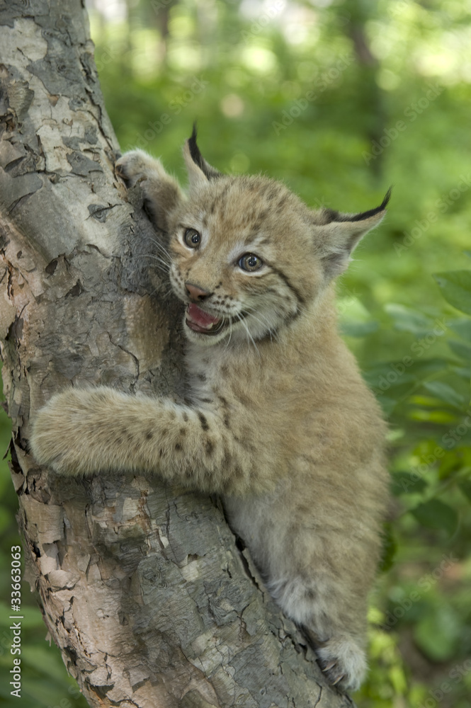 Obraz premium lynx, kitten of lynx, child of lynx