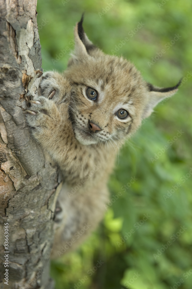 Fototapeta premium lynx, kitten of lynx, child of lynx