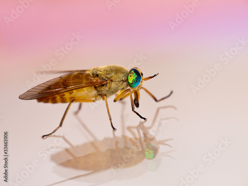 Deer fly with blue green eyes, macro - Tabadinae