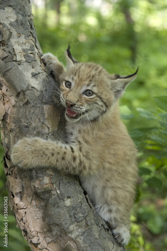 lynx,  kitten  of lynx,  child  of lynx