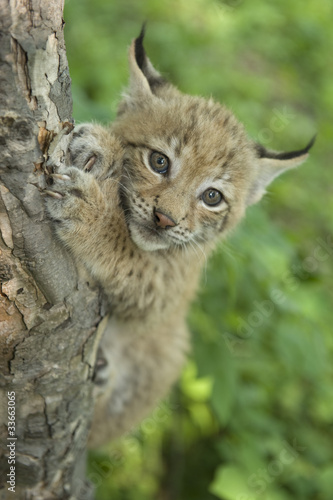 lynx,  kitten  of lynx,  child  of lynx