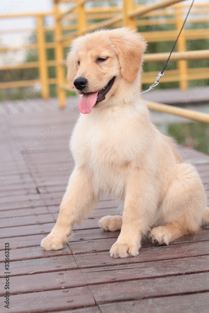 Fototapeta premium golden retriever