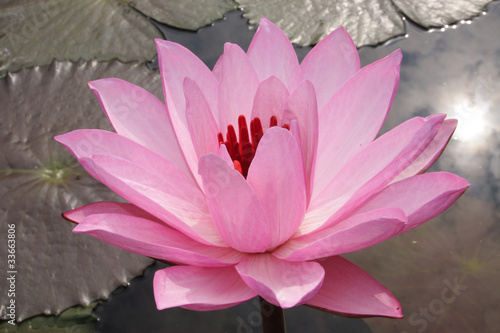 Pink water lilly