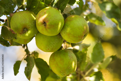 Apples riping on appletree in summer