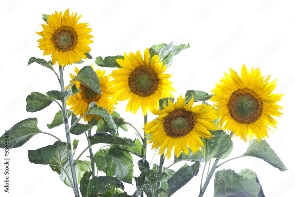 Obraz premium Sonnenblumen (freigestellt) #1