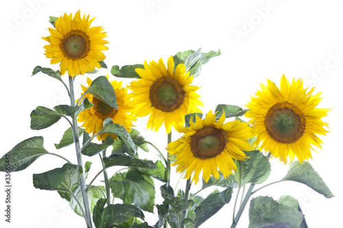 Fototapeta Naklejka Na Ścianę i Meble -  Sonnenblumen (freigestellt) #1