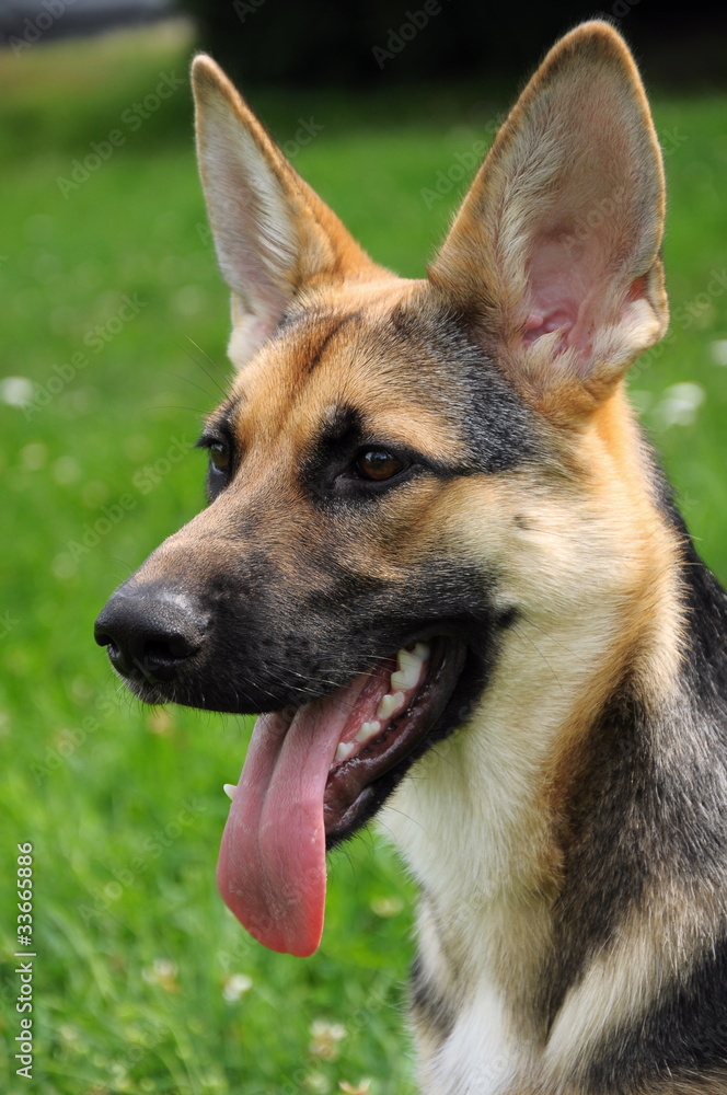 The East European sheep-dog