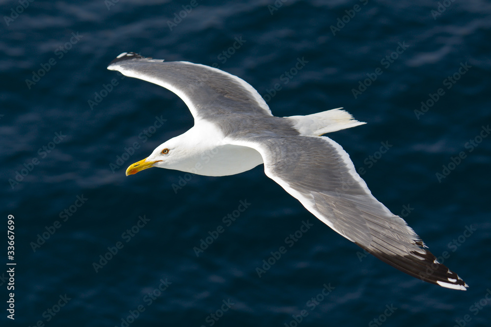 Seagull flying above the Aegean sea Seagull flying above the Aegean sea