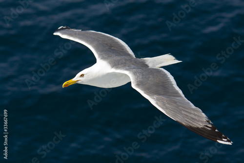 Seagull flying above the Aegean sea © Panos