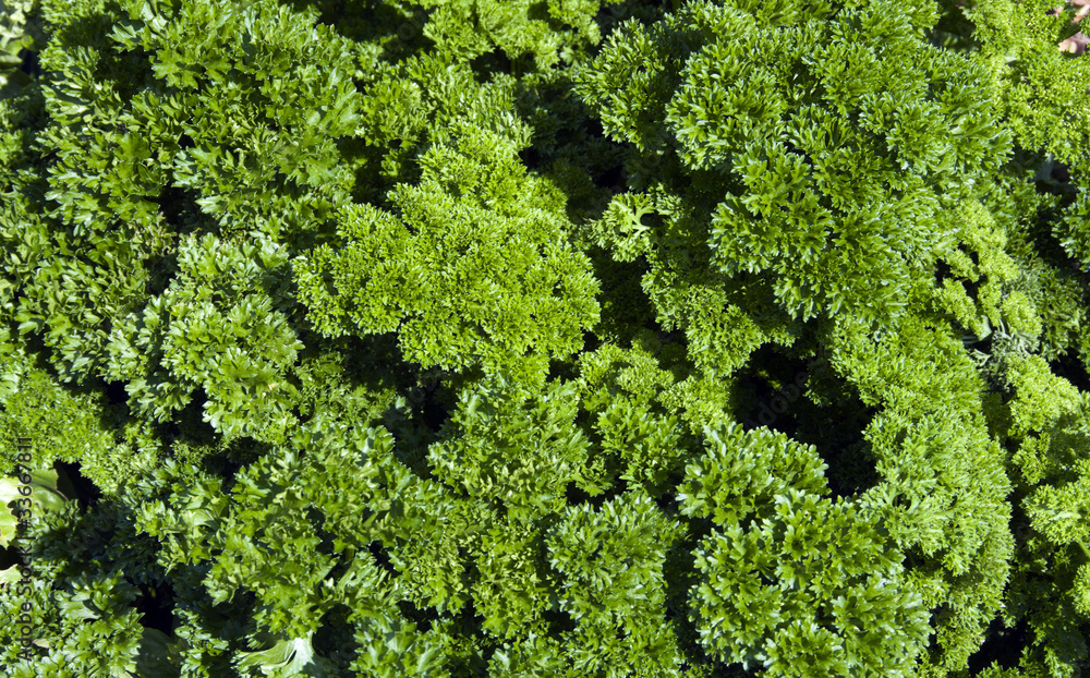 parsley parsley