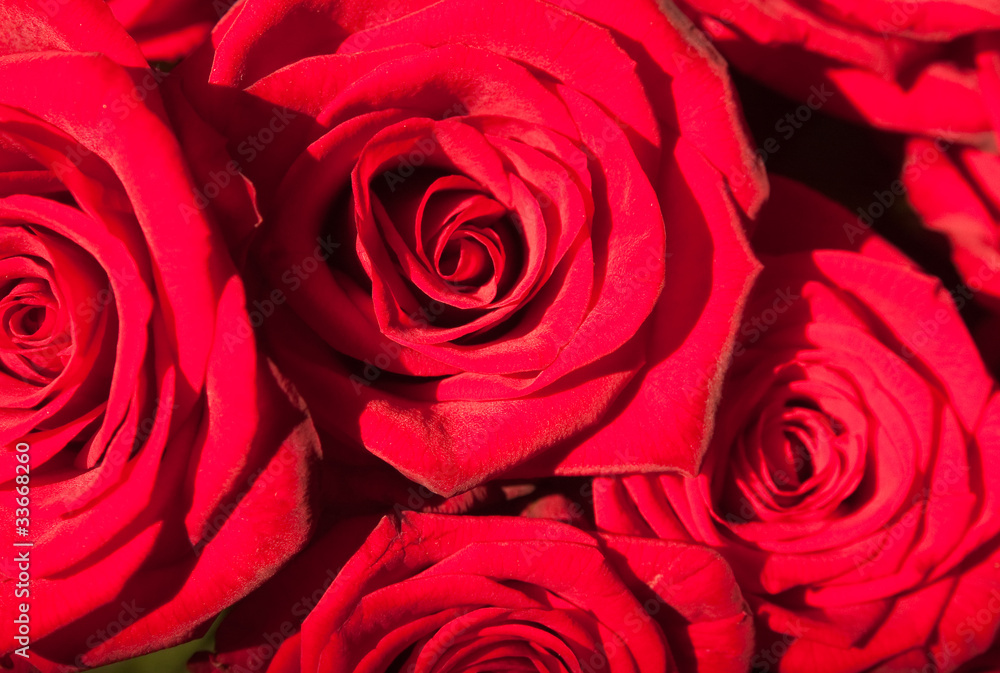 Red Roses background.Selective focus Red Roses background.Selective focus