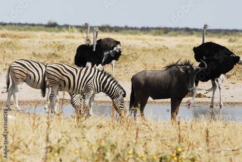 Fototapeta Naklejka Na Ścianę i Meble -  Zebras & Gnu