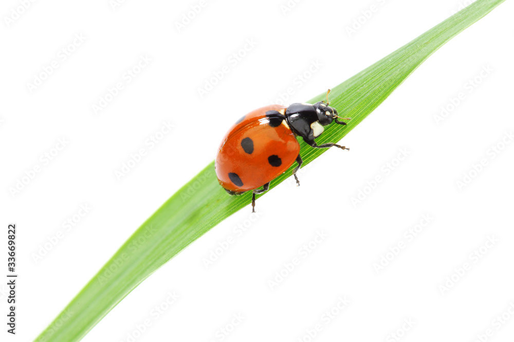 ladybug on grass ladybug on grass