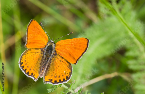 Orange butterfly with black spots on the wings