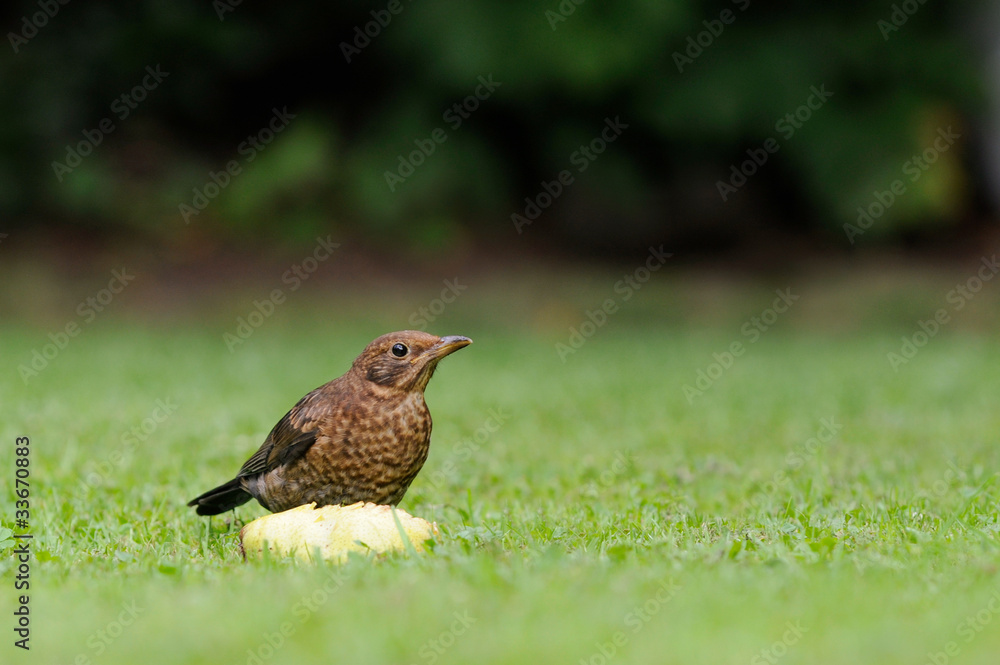 Fototapeta premium Amsel