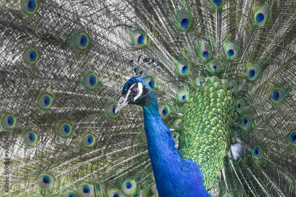 Obraz premium Peacock