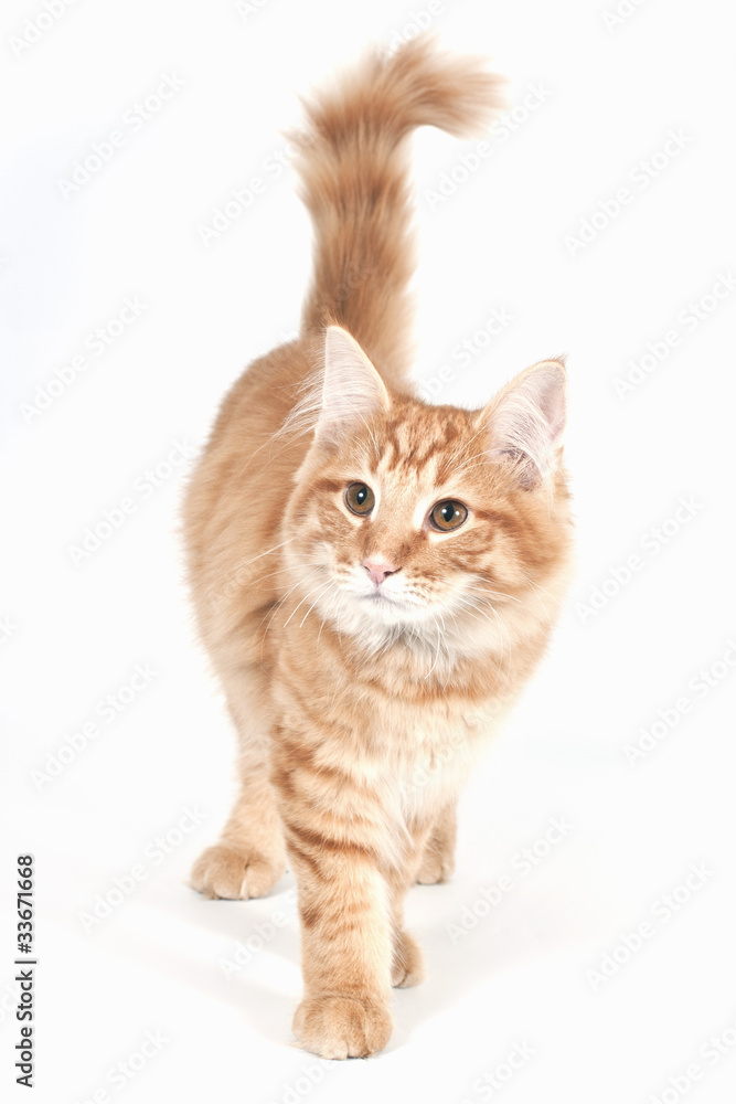 NORWEGIAN FOREST CAT (5 MONTHS OLD)