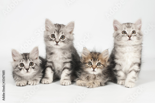 Siberian kittens photo