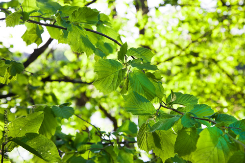 Green leaves of a hazel grove in the daytime