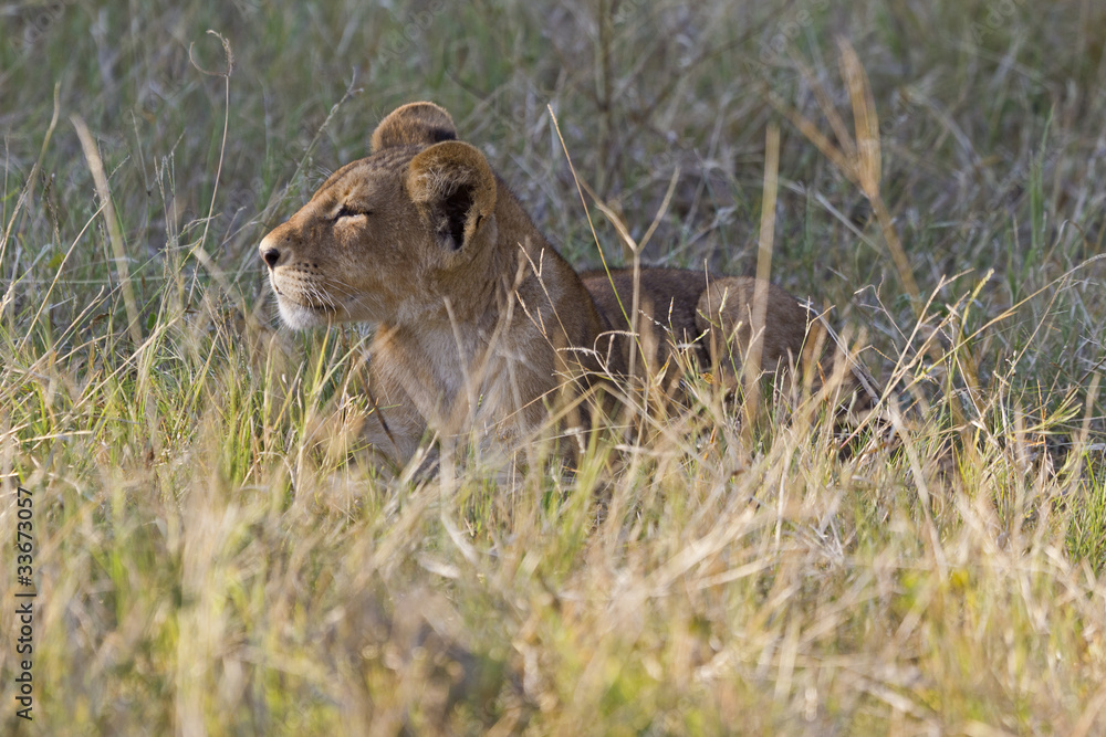 Naklejka premium Löwen Cub
