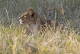 Löwen Cub