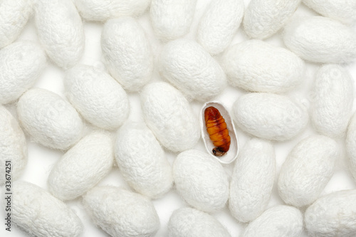 Fotografie Silkworm chrysalis with Cocoon