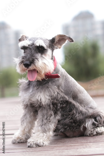 Schnauzer