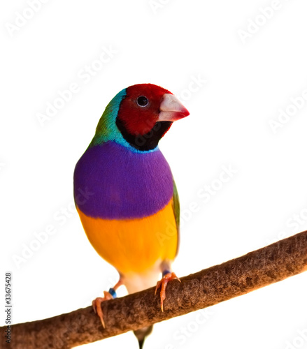 Fotografía Australian finch Gouldian red headed male bird isolated