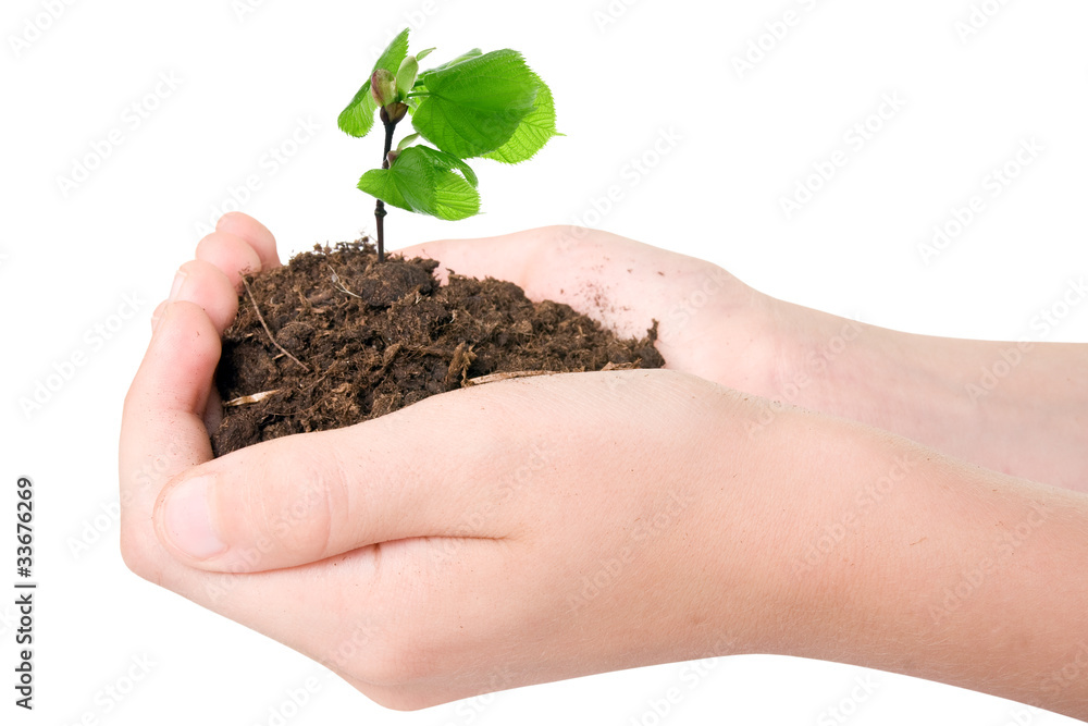 Young plant in hands over white background. Young plant in hands over white background.