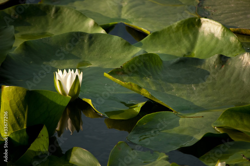 Water lily