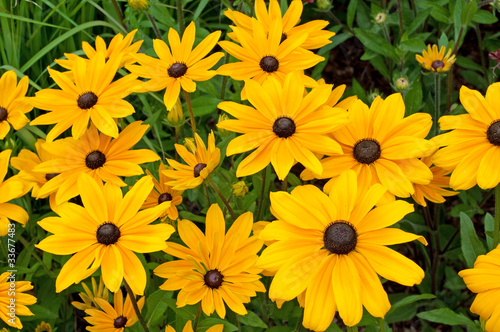 Sonnenhut - Rudbeckia