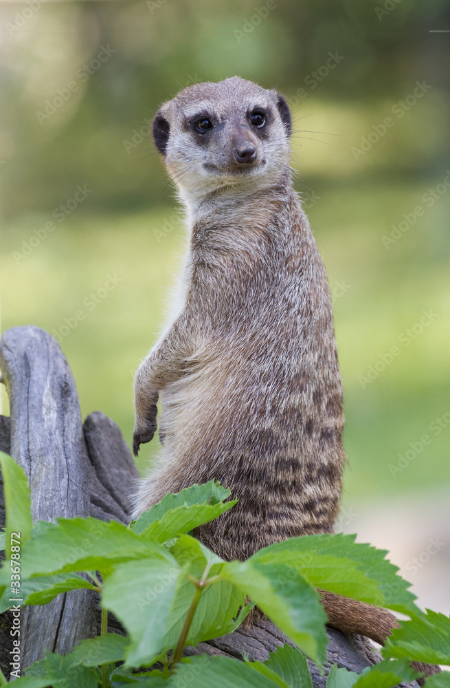 Fototapeta premium Meerkat portrait
