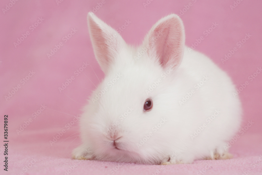 baby bunny baby bunny