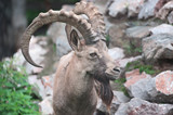 Siberian ibex