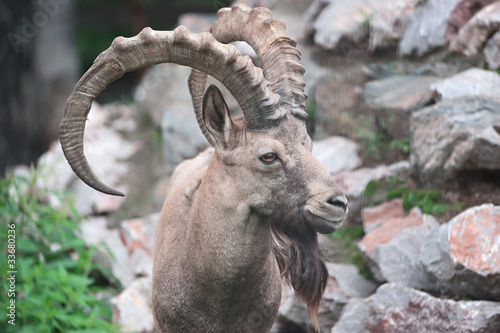 Siberian ibex