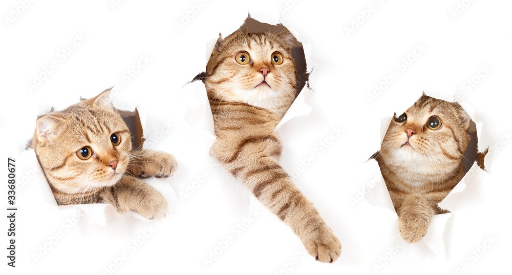 Obraz premium zestaw jednego kota w otwór rozdarty stronie papieru izolowane