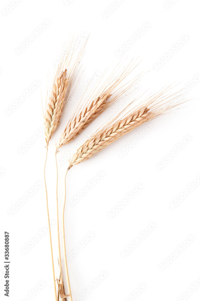 Wheat ears on white background Wheat ears on white background