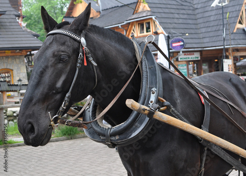 Horse in Tatry - Zakopane main street