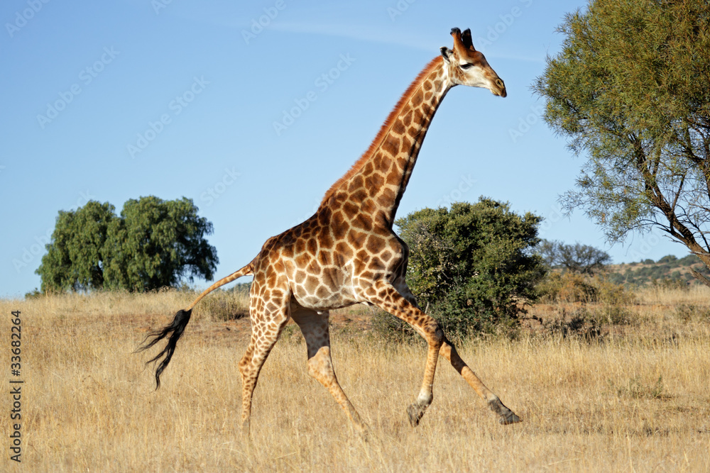 Fototapeta premium Biegnąca żyrafa