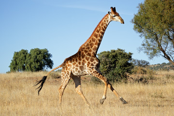 Leinwandbilder Giraffe Galoppierende Giraffe durch die Steppe  © EcoView