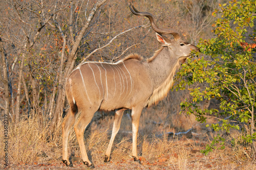 Feeding Kudu antelope, Kruger N/P, South Africa