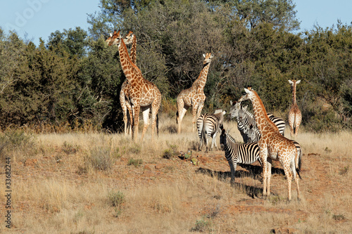 Group of giraffe and plains zebras, South Africa