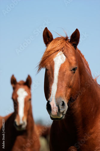 Horse portrait © EcoView