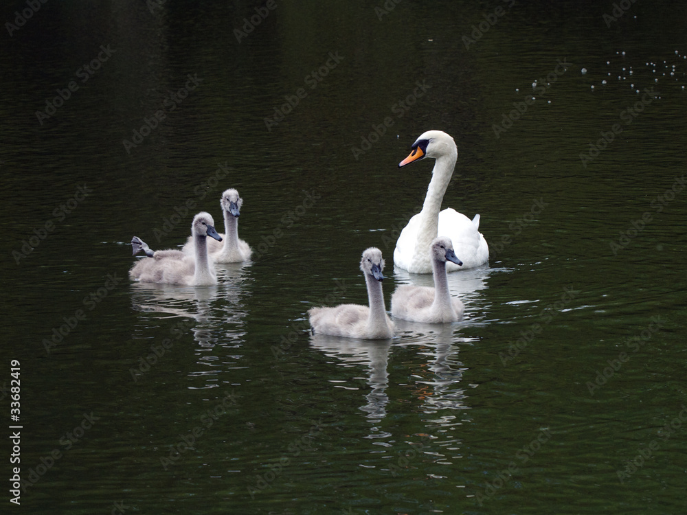 Swan and Cygnets Swan and Cygnets