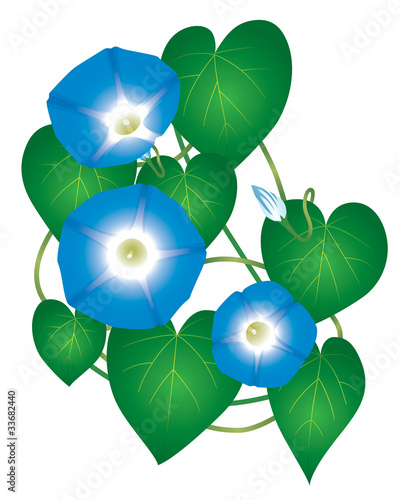 Flower Ipomoea Morning Glory