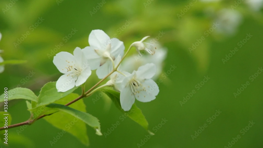 white apple bloom at windy day