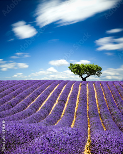 Lavande Provence France / lavender field in Provence, France #33682689