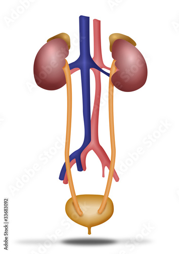 Aparato excretor