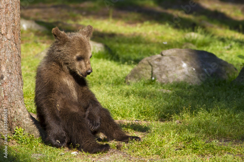 Brown bear cub (Ursus arctos) resting in the sunshine